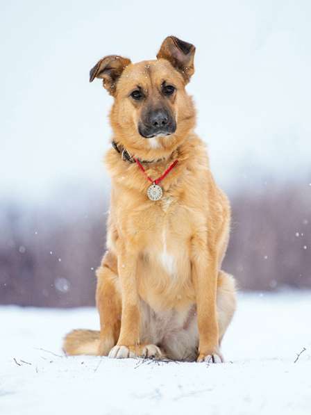 Ласковое солнышко Зита, молодая домашняя собачка в дар в Москве