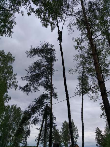 Спилить дерево в Москве