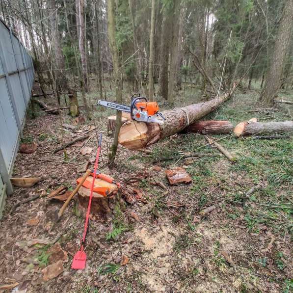 Спил деревьев любой сложности в Пензе фото 5