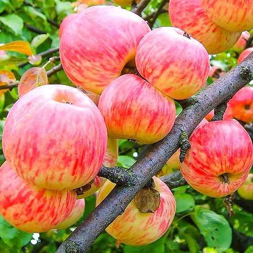 Саженцы яблони "Толунай"