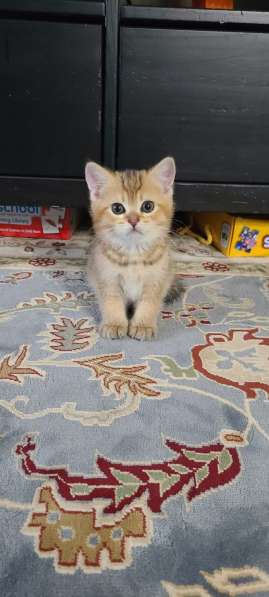 Scottish Golden Chinchilla and Silver в фото 13