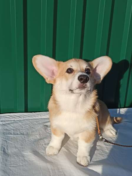 Welsh corgi в фото 3