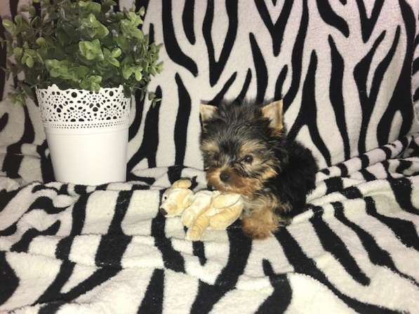 Йоркширский терьер мини в фото 4