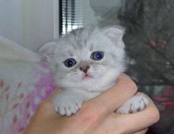 Шотландские мраморные котята в Санкт-Петербурге фото 3