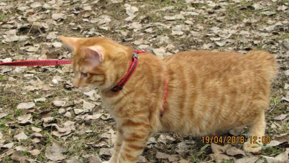 Курбобы- котята от Чемпиона Мира в Уфе фото 9