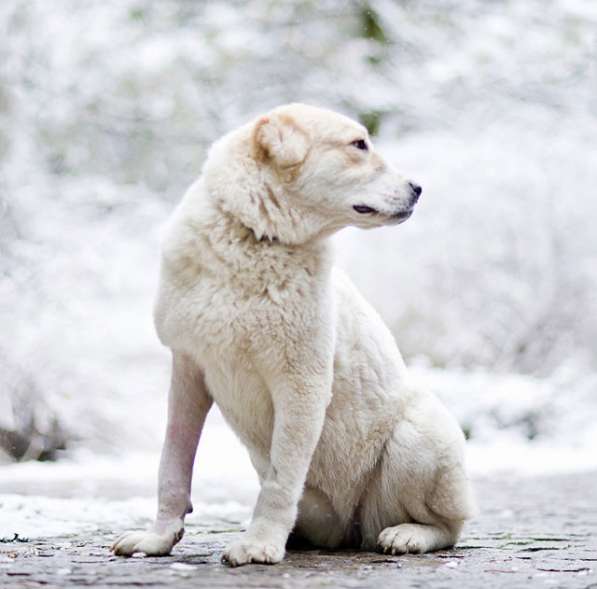 Роскошная Лана,собачка-подросток породы алабай в добрые руки в Москве фото 3