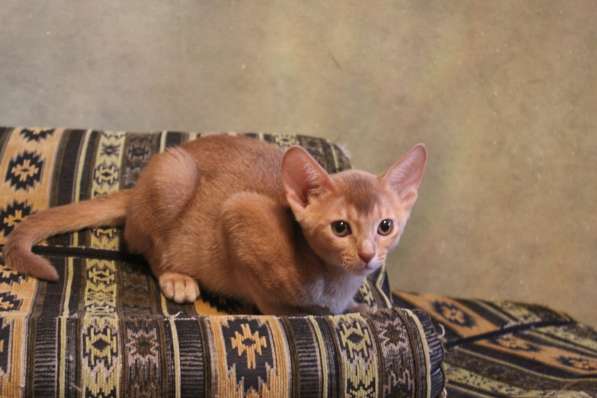 Котята в Костроме фото 8