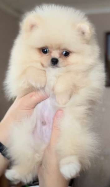 Померанский шпиц. Мини, мелкий стандарт в фото 5