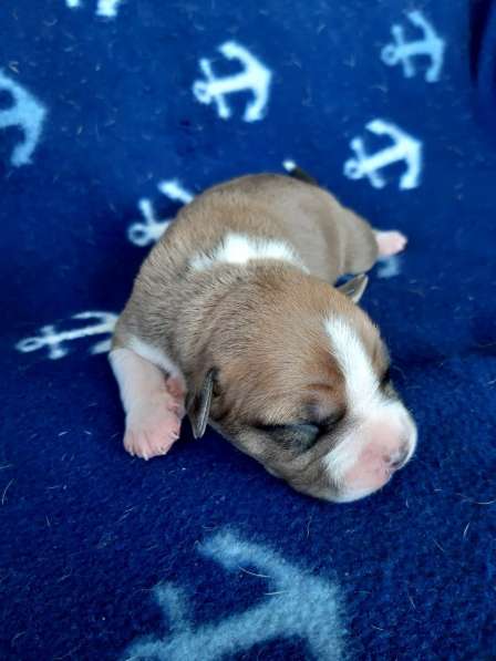 Милые мальчики и девочки Амстаффа резерв ркф в Москве фото 33