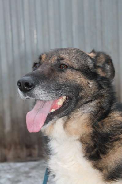 Добрый верный Остап в дар в Москве фото 14