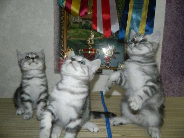 Шикарные британские котята в Ульяновске фото 3