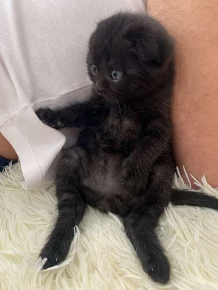 Котята Scottish fold в фото 4