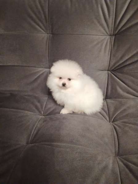 Pomeranian spitz в фото 4