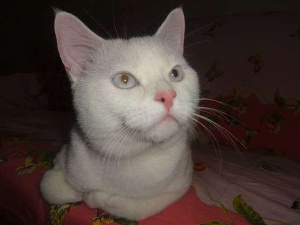 Белый голубоглазый котик као мани приглашает на вязку в фото 5