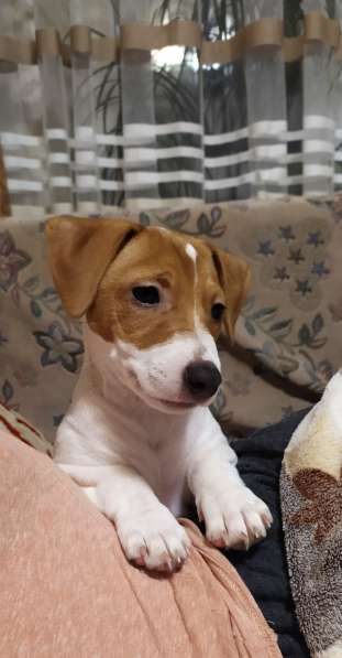 Продам Джек Рассел терьер в фото 7