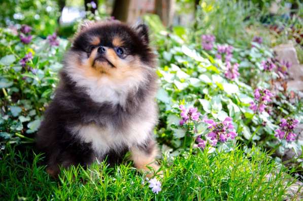 Черноподпалая девчушка в Новомосковске фото 7