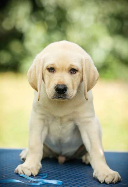 High quality Labrador Retriever puppies в фото 44