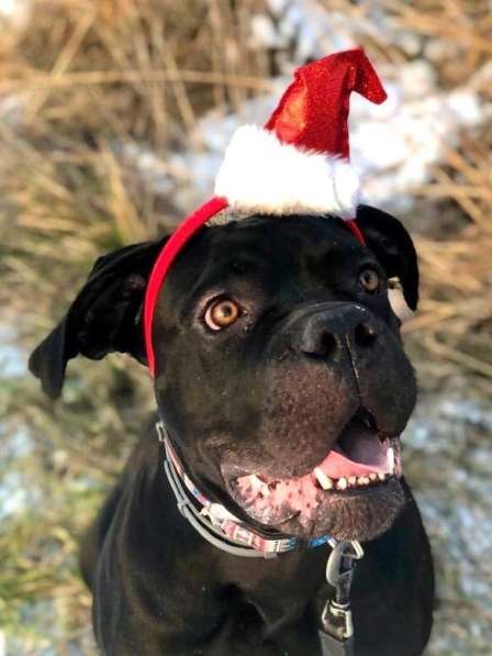 Кане-корсо в дар