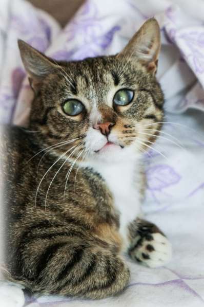 Мурлыка-котик со слепыми глазками ищет дом в Санкт-Петербурге фото 3