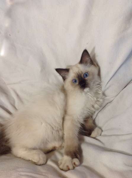 Котенок мальчик ragdoll в 