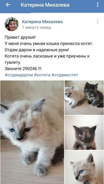 Отдам котят в Оренбурге