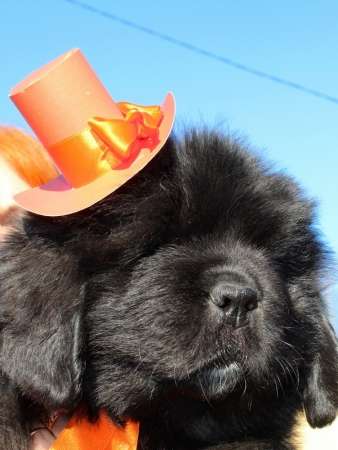 Щенки ньюфаундленда СШ - Франция &ndash; Дания!