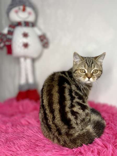 Британские короткошёрстные котята в Казани фото 4