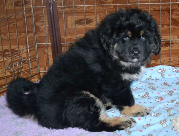 Тибетский мастиф - лучший страж на территории в Москве фото 29