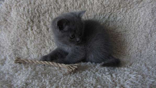 Плюшевый британский котенок в Москве фото 5