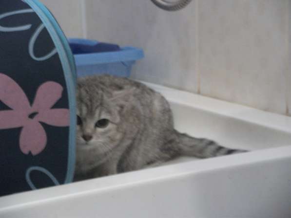 Пристраиваются красивые котята-метисы в Новокузнецке фото 3