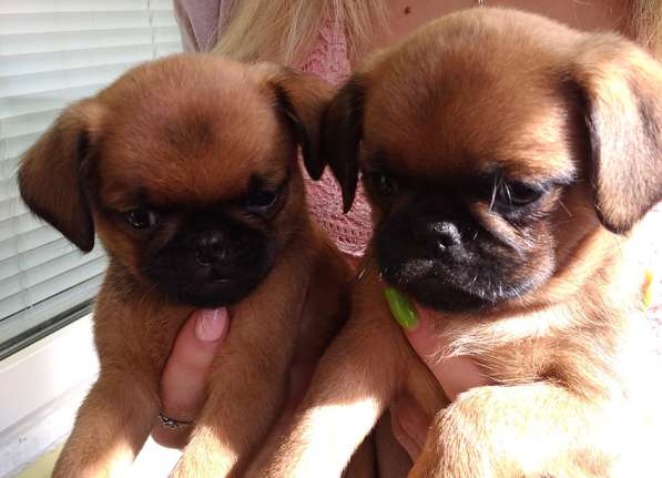 Великолепные щенки гриффона и пти-брабансона. Вязки в Москве фото 38