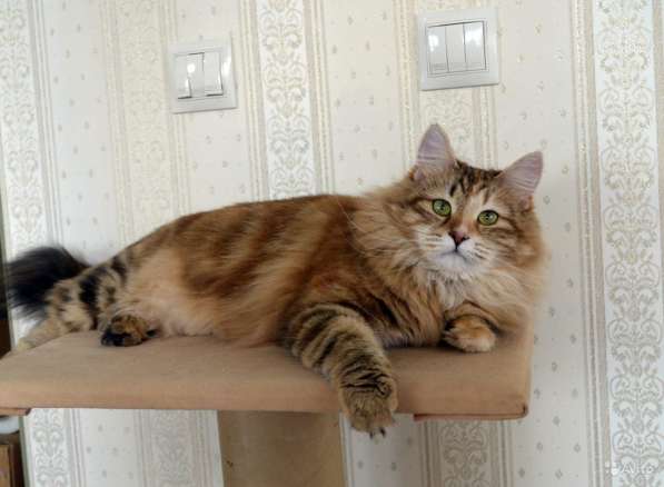 Сибирские в Москве фото 7