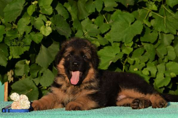 Немецкая овчарка в фото 27