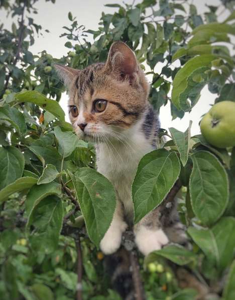 Шотландские котятки в Владимире фото 13