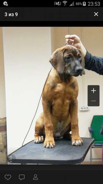 Продам 3х щенков пароды Риджбек в Новосибирске фото 7