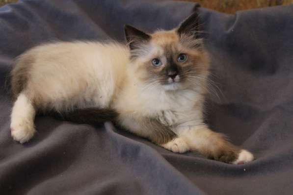 Зеленоглазая нежная красавица-кошка в Санкт-Петербурге фото 38