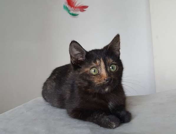 Котенок Лучик, девчушка-очаровашка. В добрые руки в Москве фото 6