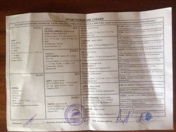 Высокопородный щенок Русского Охотничьего Спаниеля в Кстове