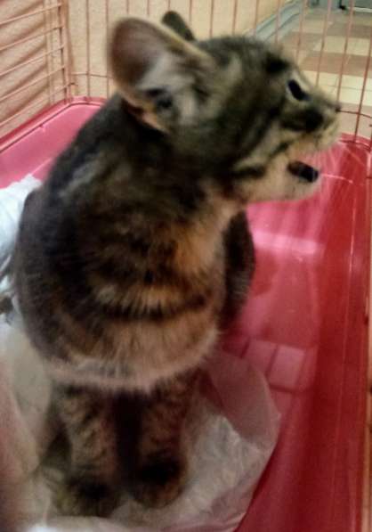 Сос! Кошечку выкинули на улицу в Москве фото 37