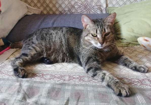 Алиса &mdash; беззащитное существо ищет дом в Москве фото 17