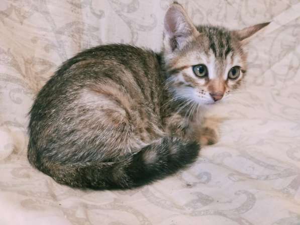 Котята в Волгограде фото 13