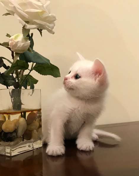 Шотландские котята в Нижнем Новгороде фото 17