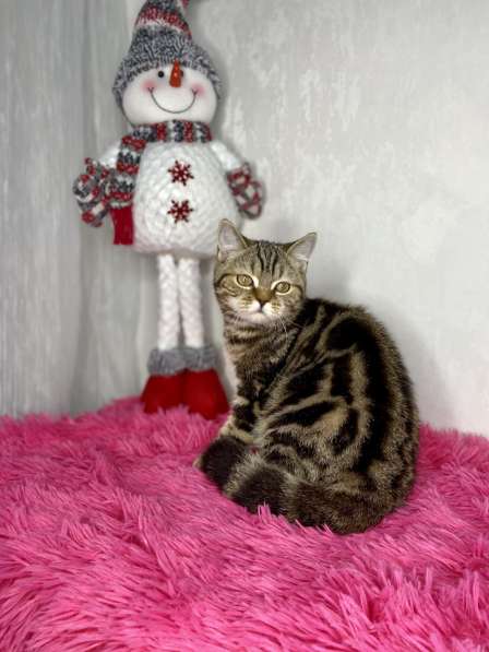 Британские короткошёрстные котята в Казани фото 5