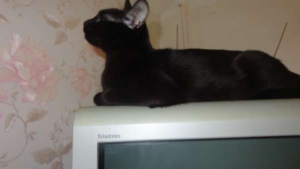 Бурманская (бурма) кошечка в фото 4