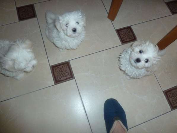 Элитные собачки в Балаково фото 23