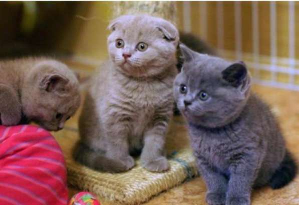 Плюшевые девочка и мальчик в Новокузнецке фото 10