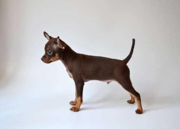 Русский той - Той Терьер - щенки в Москве фото 5