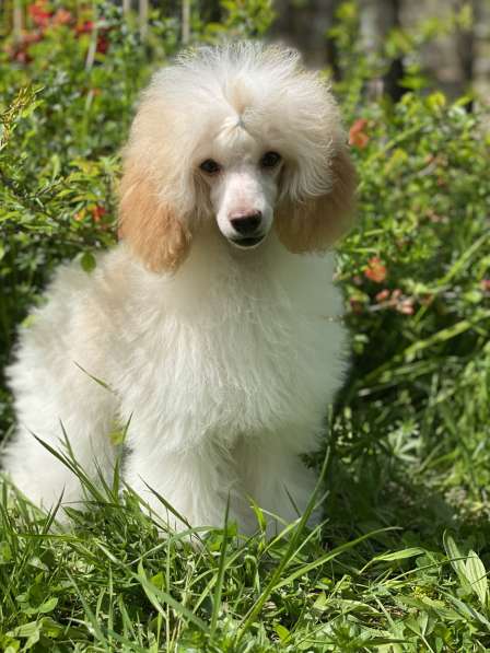 Пудель в Москве фото 7