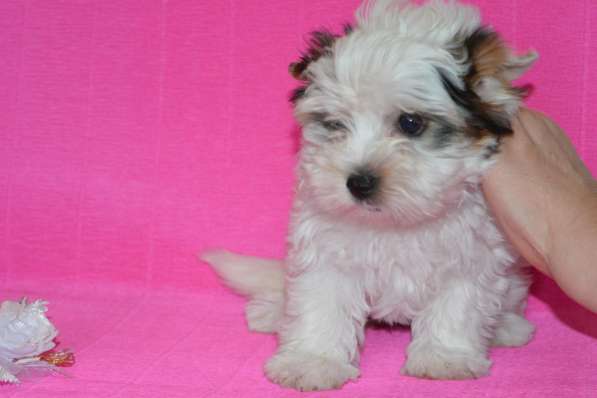 Бивер йоркширский терьер в Балаково фото 6