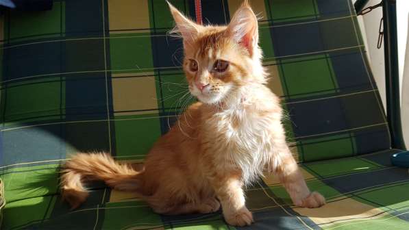 Продаётся красная девочка мейн-кун в Санкт-Петербурге фото 21